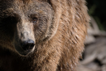 Fototapeta premium Retrato de un oso pardo en españa