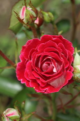 薔薇　ばら　岳の夢