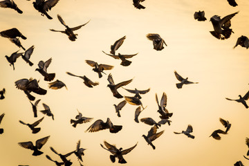 silhouettes of birds flying 