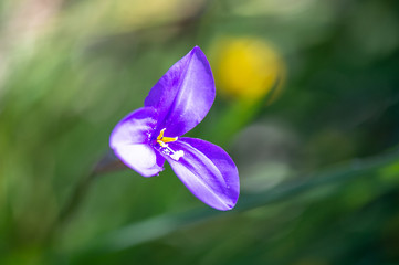 Patersonia Sericea