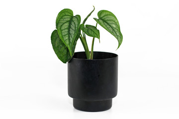 Rare tropical 'Monstera Siltepecana' house plant in small black flower pot isolated on white background