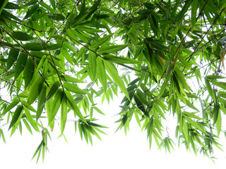 bamboo leaf on white background