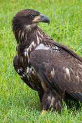 A closeup of a juvenile American Bald Eagle.