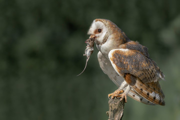 Barn Owl Photos Royalty Free Images Graphics Vectors Videos