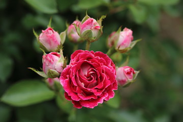 薔薇　ばら　岳の夢