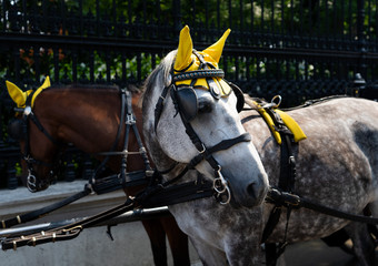 hackney carriages in Vienna horses with yellow ear horns