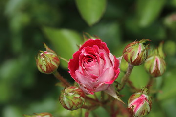 薔薇　ばら　岳の夢
