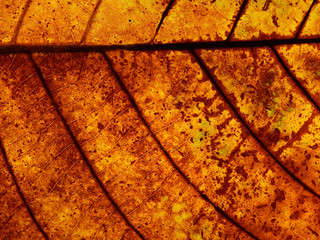 colorful autumn leaf texture closeup