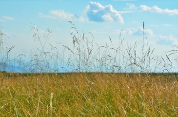 yellowed grass in the field
