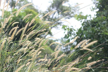 Many grass flowers in nature.