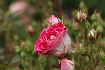 薔薇　ばら　岳の夢