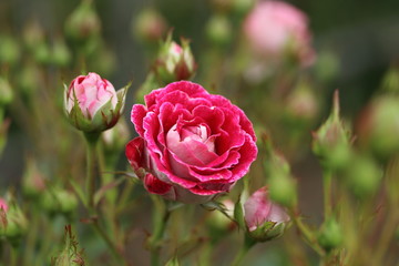 薔薇　ばら　岳の夢