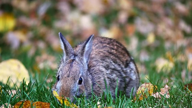 Snowshoe Hare Rabbit - Lepus americanus - or varying hare eating green grass in autumn with leaves on the ground. Close up clip with bunny facing camera.