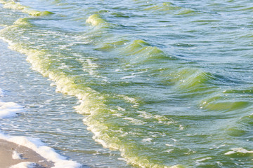 green water in the sea lagoon. the lagoon is a bay separated from the sea. the color of water is due to special microflora