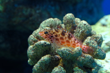 サンゴの上でポーズをキメるヒメゴンベ