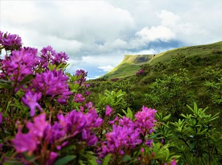 Hill Top Behind Fuchsia Flowers
