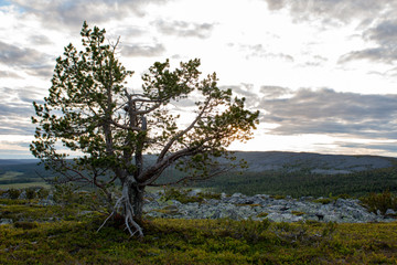 midnight sun on fell Aakenustunturi Lapland, Finland