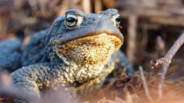 Look Frog up close. Amphibious toad in its natural habitat.