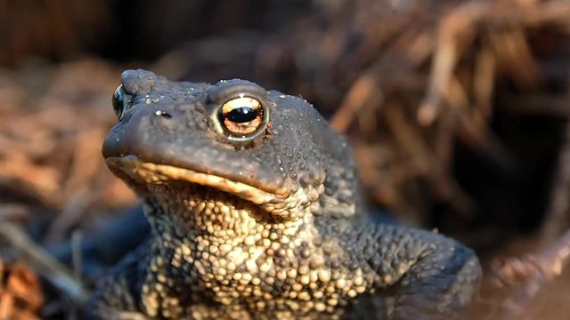 Toad is beautiful up close. Amphibious frog in its natural habitat.