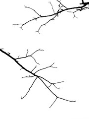 branch of tree silhouette on white background