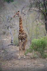 Giraffe, South Africa Safari