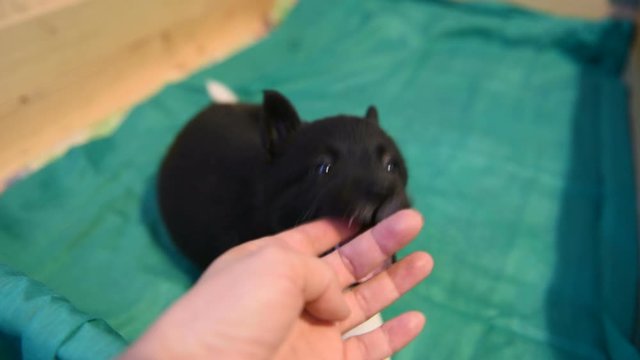 Pup playing with a human hand. A small puppy meets people.