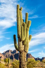 Foto op Plexiglas Cactus against mountain background © Brigitte