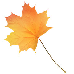 Realistic maple leaf isolated on white background
