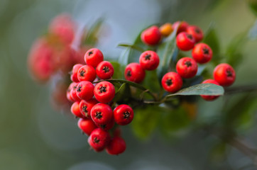 Fototapeta premium Non edible toxic red berries, pyracanthas, Rosaceae