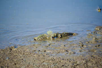 Beautiful action of Mudskipper fish in mangrove forest. Amphibious fish.