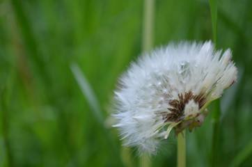 dandelion on background of green grass