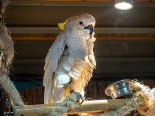 White cockatoo parrot in the light of a lamp