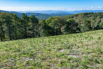 landscape with trees and blue sky