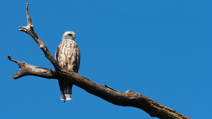 A fledgling Mississippi Kite perched on a branch with blue sky.