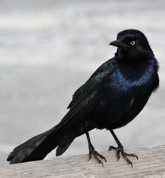 Male Boat Tailed Grackle Perched