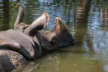 Fototapeta na wymiar Rinoceronte indio descansando en el agua