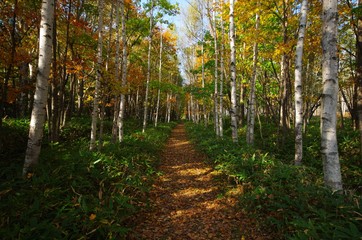 白樺と遊歩道