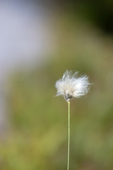 cottongrass in a swamp