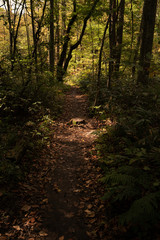 青森県奥入瀬渓流　紅葉の森の散策路