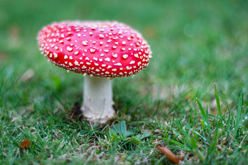 fly agaric in the forest