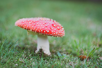 fly agaric mushroom
