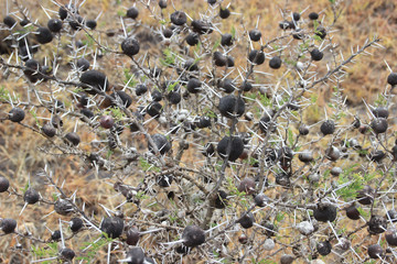 The bush of prickly acacia is the favorite food of giraffes. African flora