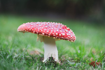 fly agaric mushroom