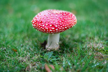 fly agaric mushroom