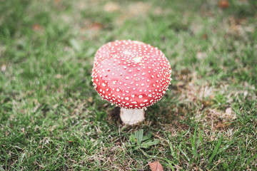 fly agaric in the forest
