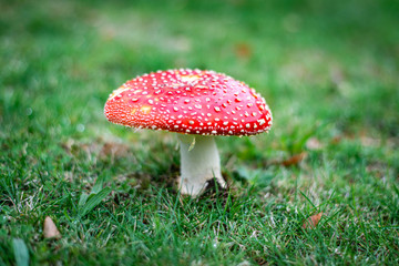 fly agaric mushroom