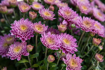 Light violet chrysanthemum flowers close up. Floral background. Flowers at the greek garden shop in October.