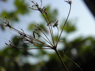 dry grass