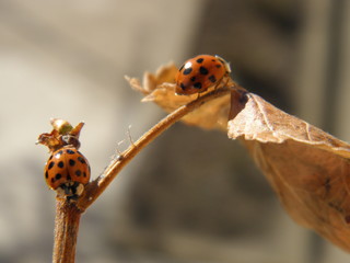 ladybugs on a yellow leaf