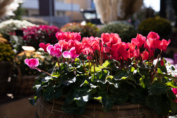 Potted red pink cyclamen persicum flowers at the greek garden shop in October.